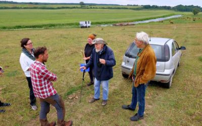 Beweidungsprojekt soll Artenvielfalt zurück an die Tollense holen